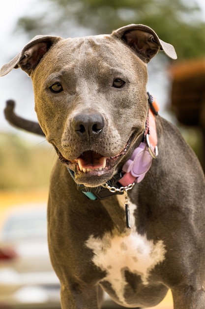 Cão pit bull no quintal da casa. Nariz Pitbull azul com olhos cor de mel. Casa com muro amarelo e jardim.