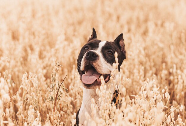 Cão pit bull que caminha na natureza no verão