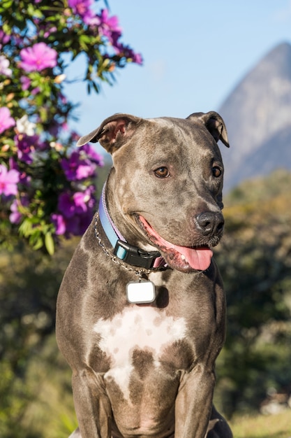 Cão pit bull que joga em um campo aberto ao pôr do sol. Nariz Pitbull azul em um dia ensolarado com grama verde e bela vista ao fundo. Foco seletivo.