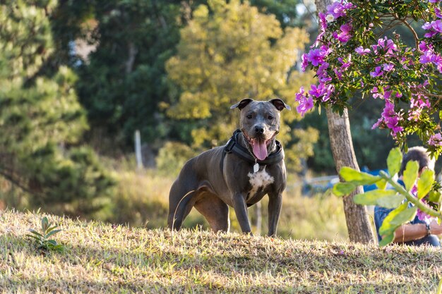 Cão pit bull que joga em um campo aberto ao pôr do sol. Nariz Pitbull azul em um dia ensolarado com grama verde e bela vista ao fundo. Foco seletivo.