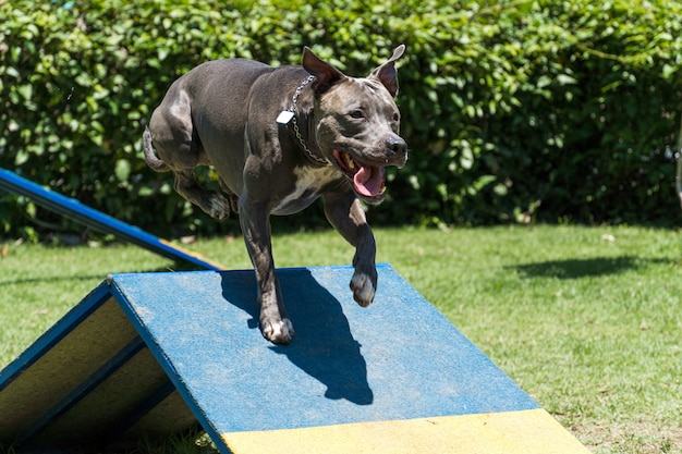 Cão pit bull que salta os obstáculos enquanto pratica agilidade e brinca no parque do cão. Espaço para cachorros com brinquedos tipo rampa e pneu para ele se exercitar.