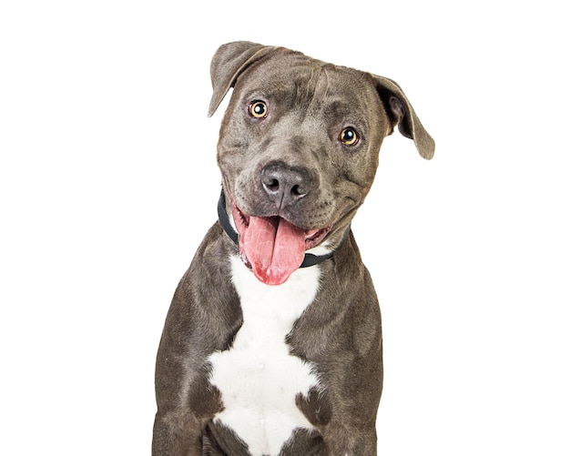 Cão Pit Bull sorridente e feliz
