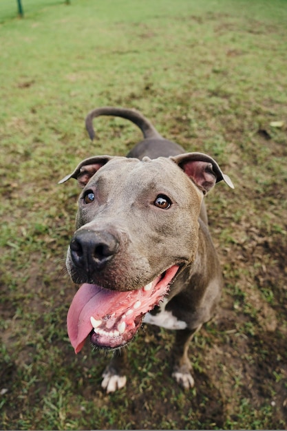 Cão Pitbull no parque com grama verde. Foco seletivo.