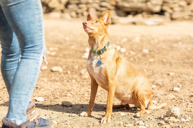 Cão podengo olhando para seu dono em um parque