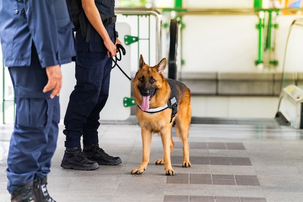 Cão policial em pé na estação de trem