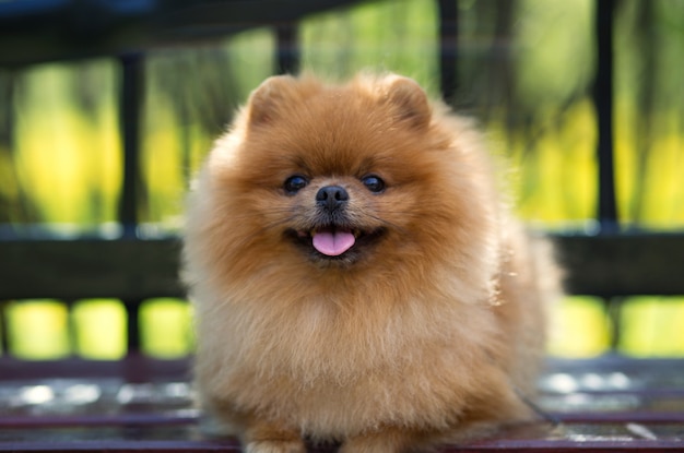 Foto cão pomerânia bonito e fofo. cão no banco de um parque. pomerânia em uma caminhada