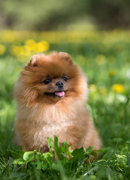 Cão pomeranian bonito em um parque