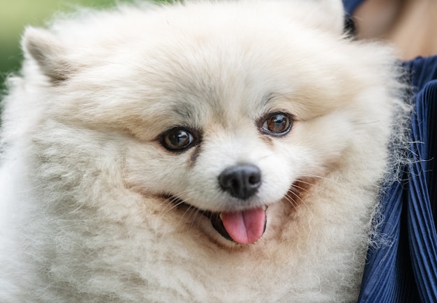 Cão pomeranian branco