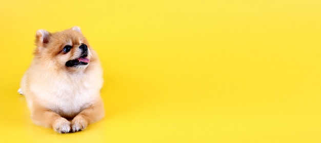 Cão Pomeranian com fundo amarelo.