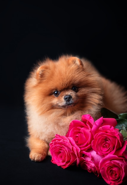 Cão Pomeranian com rosas roxas em fundo escuro. Cachorro com flores