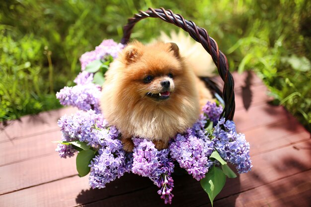 Cão Pomeranian em arbustos lilás. Lilás. Cão bonito. Cachorro fofo