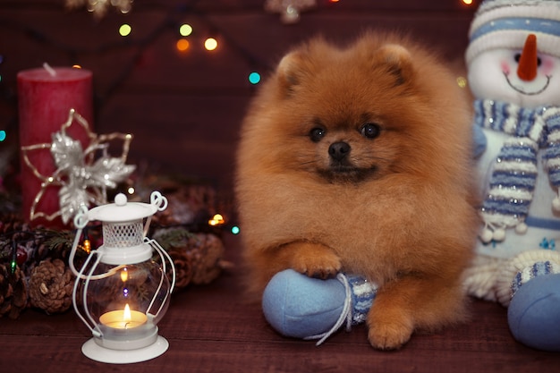 Cão Pomeranian em decorações de Natal no piso de madeira. Cachorro de natal