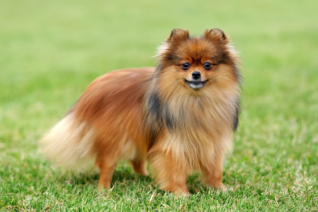 Cão Pomeranian marrom perto da grama verde do verão