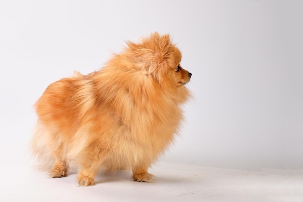 Cão Pomeranian Pomeranian após a preparação em uma vista lateral de fundo claro