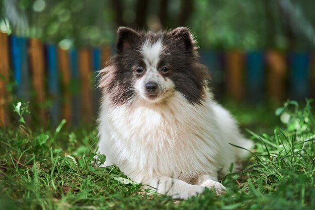 Cão Pomeranian Spitz no jardim. Filhote de cachorro bonito da Pomerânia em caminhada, cor preta e branca. Cão de pom Spitz engraçado amigável para famílias, fundo de grama verde.