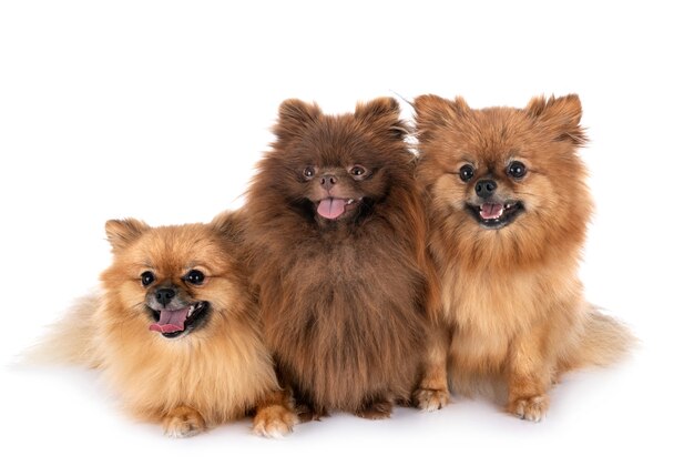 Cão Pomeranians