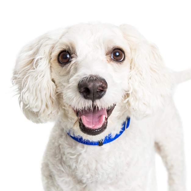 Cão Poodle Branco Feliz Retrato