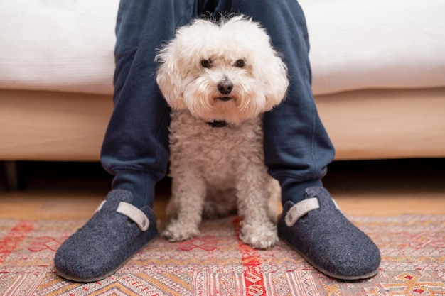 Foto cão poodle branco perto dos pés de seu dono conceito de amizade entre animal de estimação e pessoa