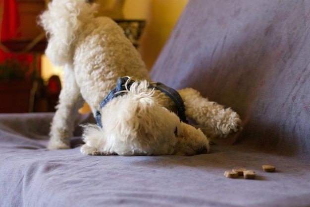 cão poodle brincando em um sofá com sua comida foto preta e branca