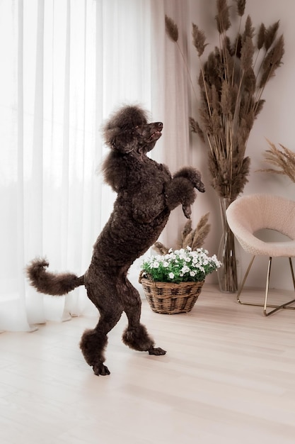 Cão poodle. Close-up da cabeça de poodle chocolate. Cão encaracolado. Preparação do cão. Penteado de cachorro