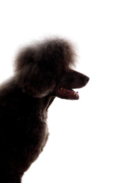 Cão poodle. Close-up da cabeça de poodle chocolate. Cão encaracolado. Preparação do cão. Penteado de cachorro