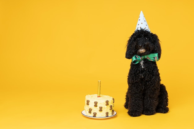Cão poodle de brinquedo preto sobre fundo amarelo Aniversário do cachorro