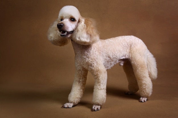 Cão Poodle em fundo marrom