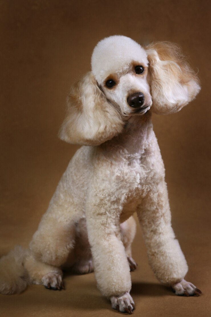 Foto cão poodle em fundo marrom