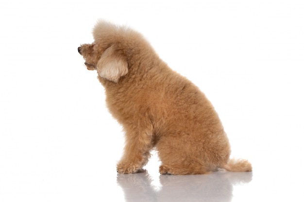 Cão poodle miniatura