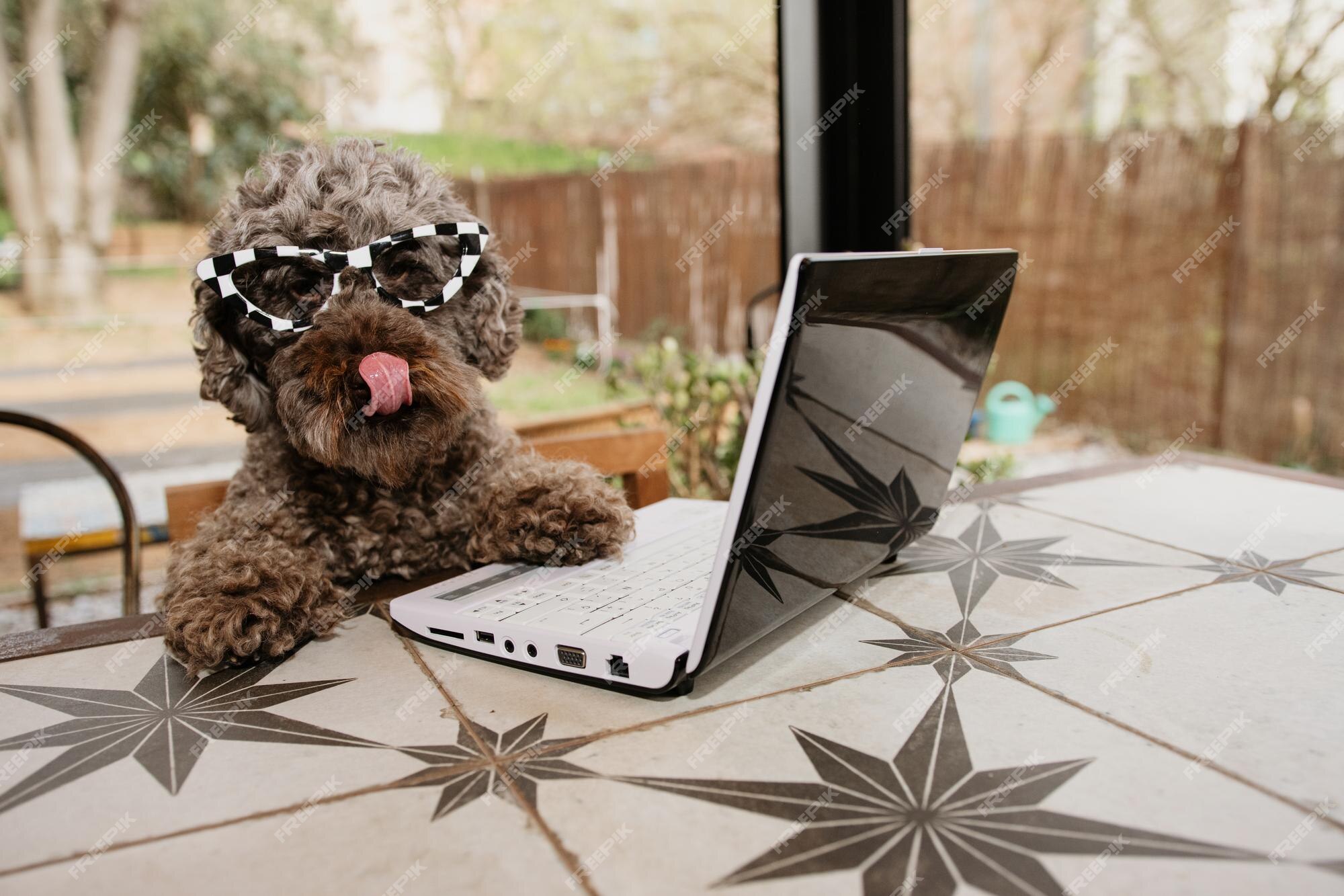 Cão poodle trabalhando com um laptop no terraço ao ar livre lambendo os  lábios com a língua | Foto Premium