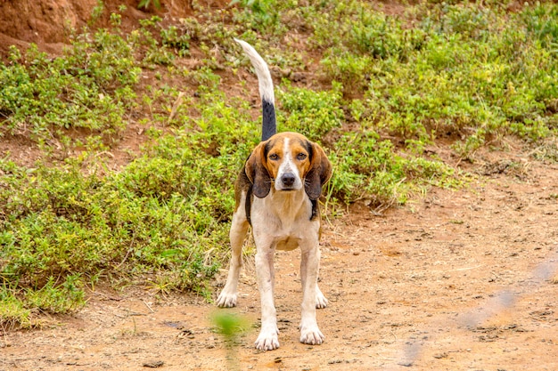 Cão popularmente conhecido como vira-latas