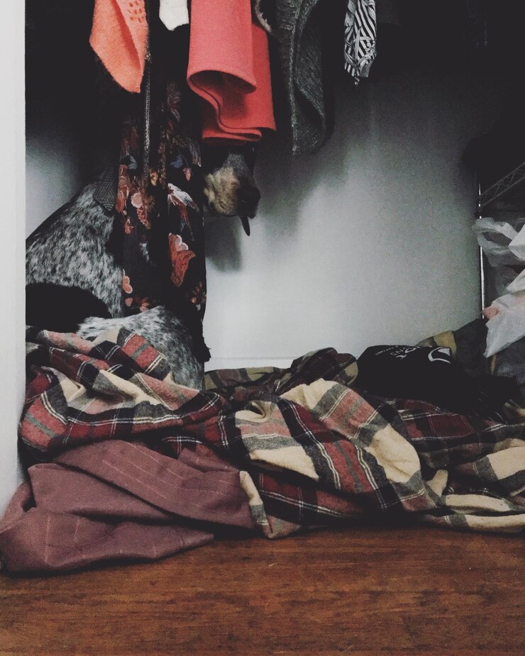 Foto cão por roupas no chão em casa