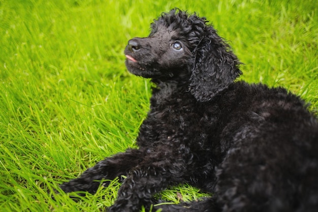 Cão preto a olhar para longe.