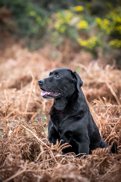 Foto cão preto a olhar para longe.