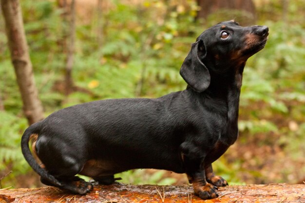 Foto cão preto a olhar para longe.