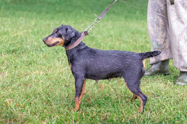 Cão preto, alemão, caça, terrier, passeio, parque, com, a, proprietário, em, chuvoso, weathe