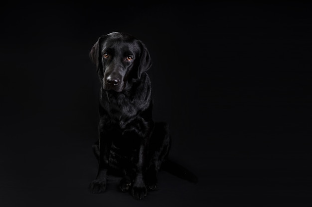 Cão preto bonito, olhando para a câmera em fundo preto