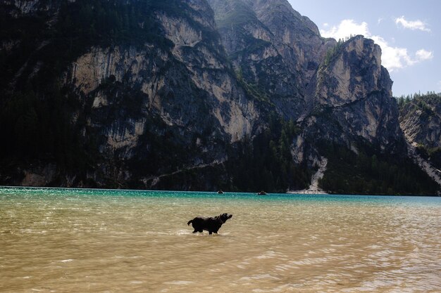 Cão preto brincando de buscar no lago com montanhas ao fundo em um dia ensolarado