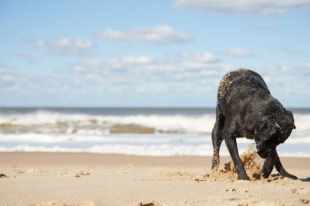 Cão preto cavando um buraco na areia da bela praia. Ondas grandes e céu azul.