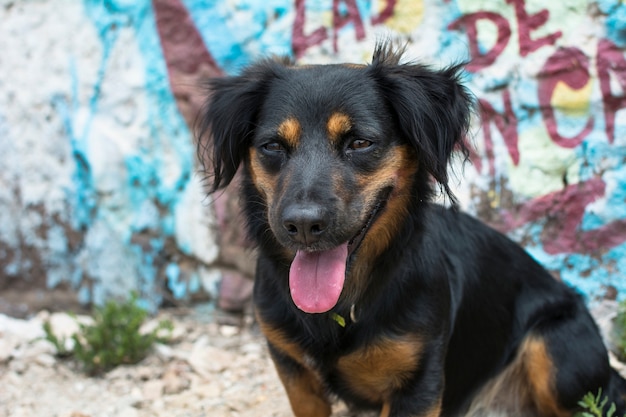 Cão preto com a língua para fora sentado em frente a uma parede de graffiti.