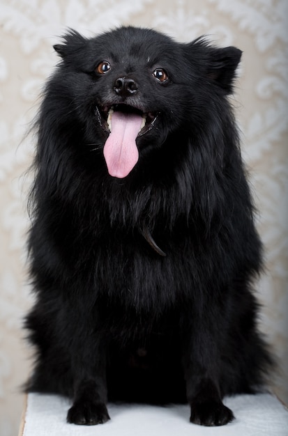 Cão preto com um grande sorriso