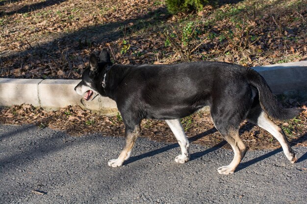 Foto cão preto de pé na estrada