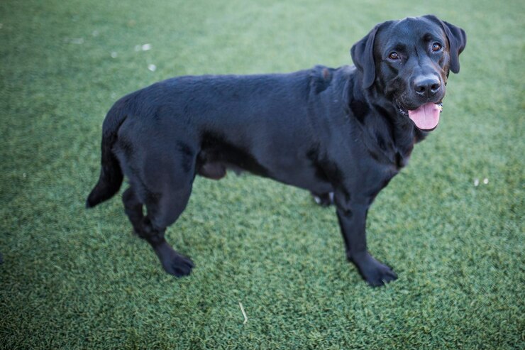 Foto cão preto de pé no campo