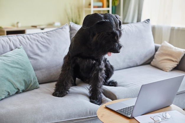 Cão preto de raça pura sentado no sofá na sala de estar e assistindo filme no laptop