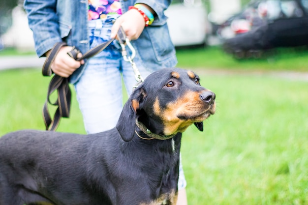 Cão preto de raças ucraniano na coleira durante um passeio com o proprietário_