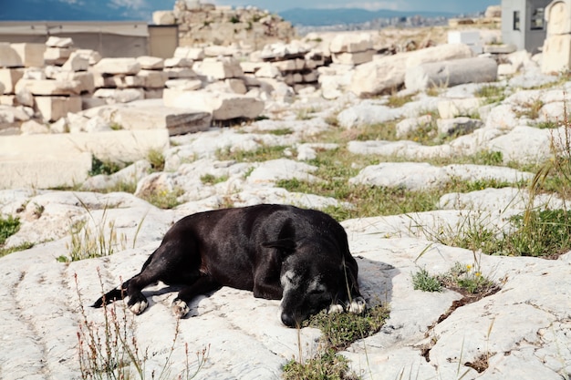Cão preto de sono na Acrópole. Atenas, Grécia.