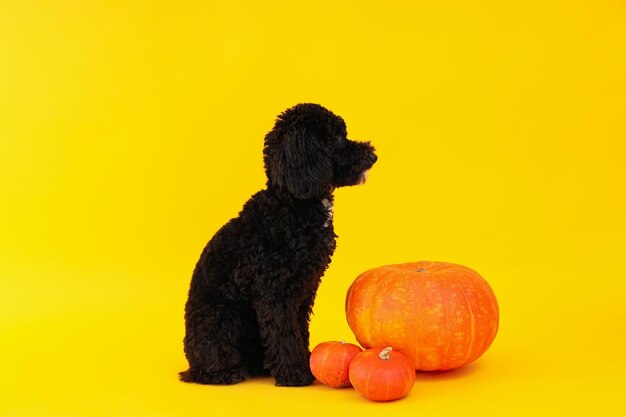 Cão preto e abóboras em fundo amarelo