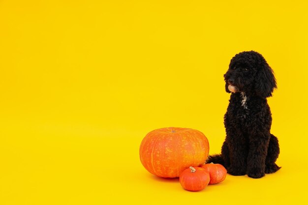 Cão preto e abóboras em fundo amarelo