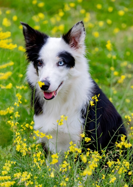 Cão preto e branco bonito de border collie