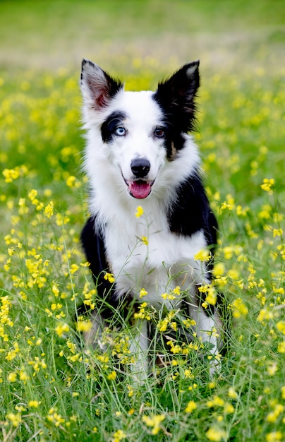 Cão preto e branco bonito de border collie
